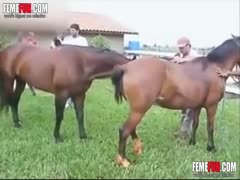 Fucking a mare outside with a horny mustang